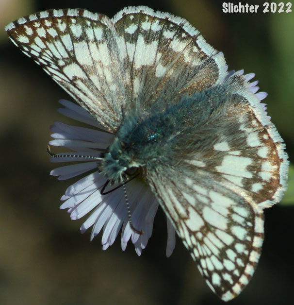 Common Checkered Skipper: Pyrgus communis
